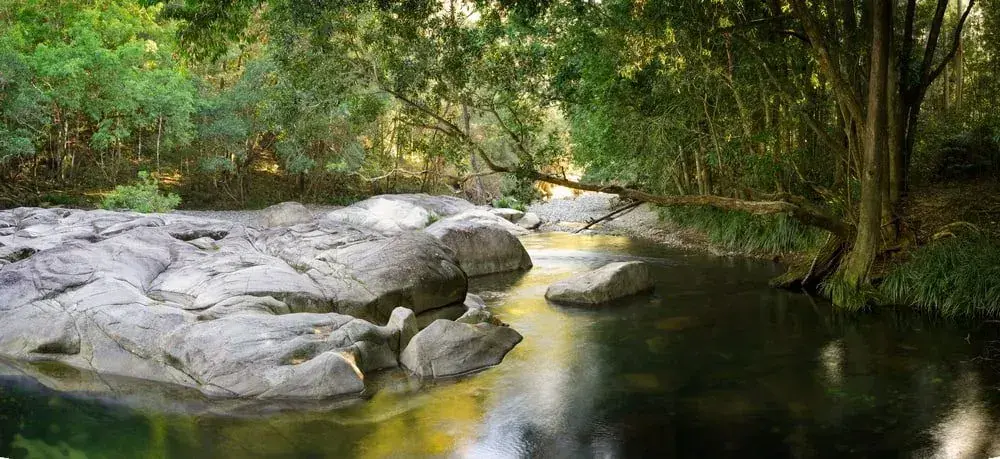 Clear river running past pale rocks and dense green trees